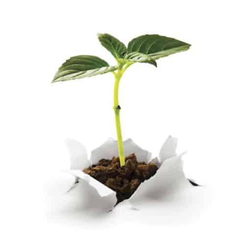 Carbon off setting by sprouting plant