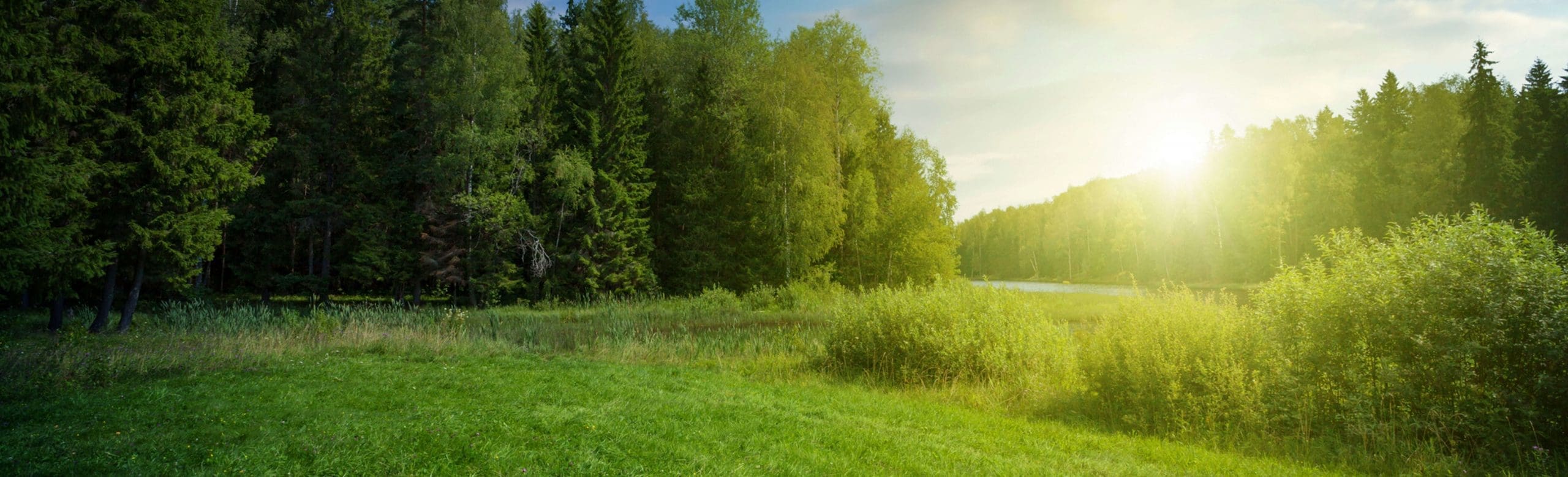Green landscape for a better tomorrow